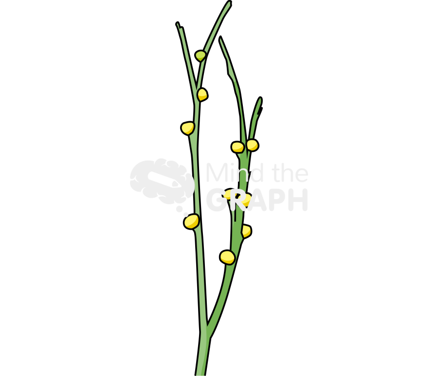 Psilotum nudum 2 Icons, Symbols, Pictures, and Images