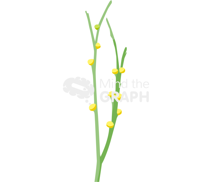 Psilotum nudum 2 Icons, Symbols, Pictures, and Images