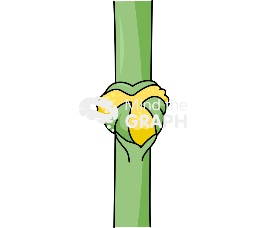 Psilotum nudum 4 Icons, Symbols, Pictures, and Images