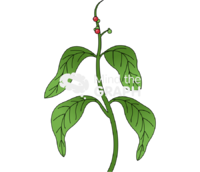 Psychotria viridis ayahuasca Icons, Symbols, Pictures, and Images