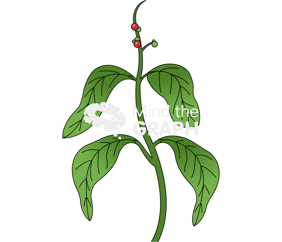 Psychotria viridis ayahuasca Icons, Symbols, Pictures, and Images