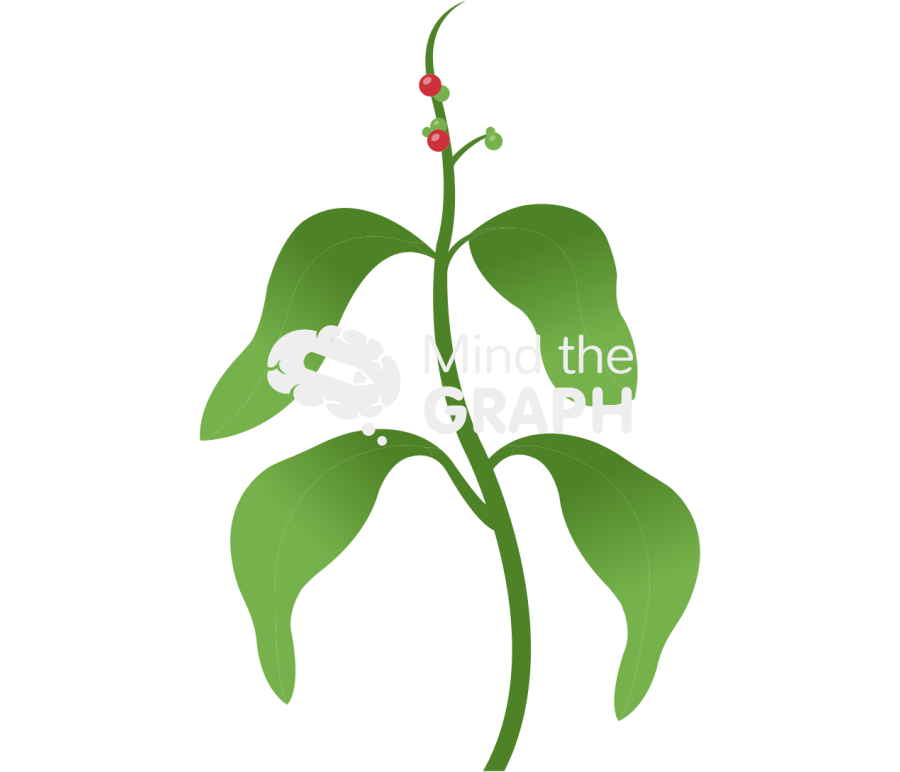 Psychotria viridis ayahuasca Icons, Symbols, Pictures, and Images