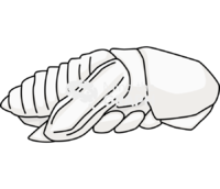 Pupa bark beetle - Edit and Customize Icons of Pupa bark beetle Pupa bark beetle Icons, Symbols, Pictures, and Images