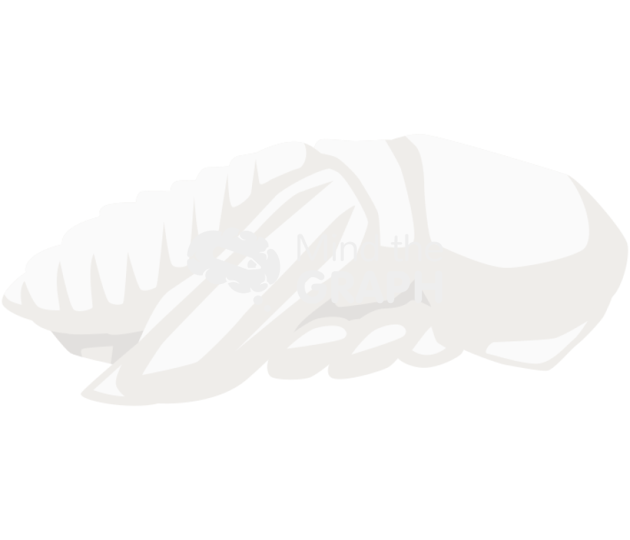 Pupa bark beetle Icons, Symbols, Pictures, and Images