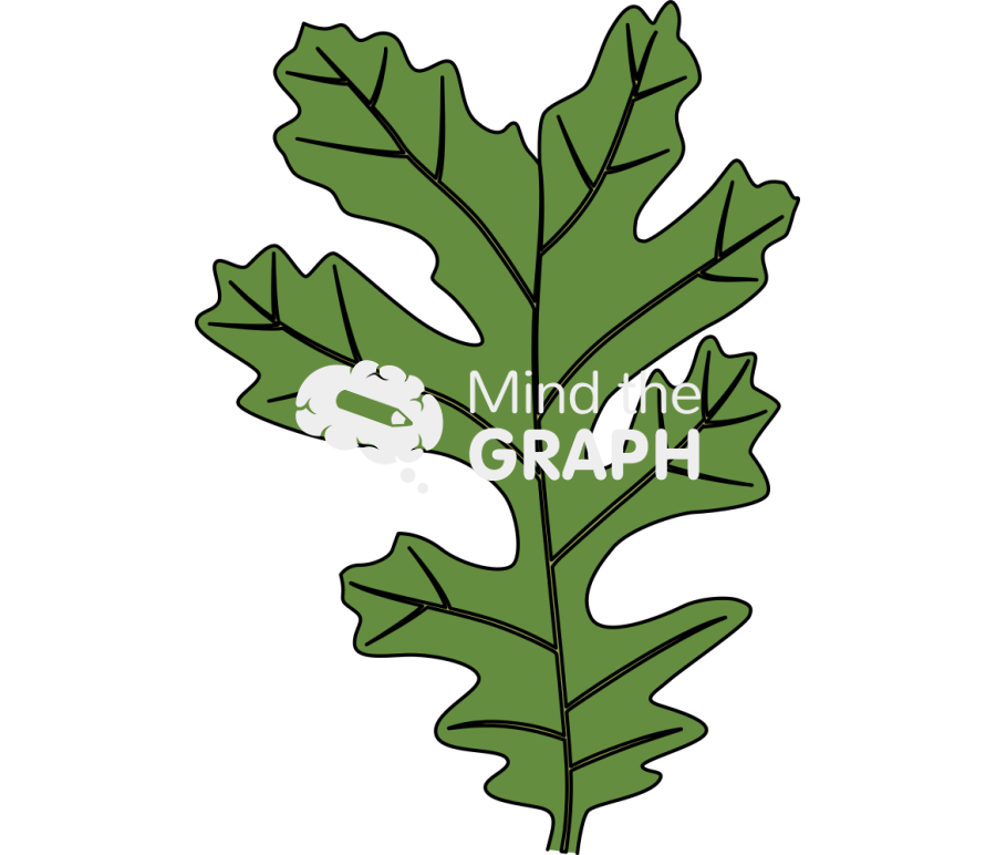 Quercus lobata leaf Icons, Symbols, Pictures, and Images