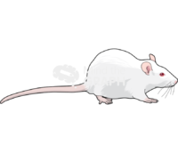 Rat 1 - Edit and Customize Icons of Rat 1 Rat 1 Icons, Symbols, Pictures, and Images