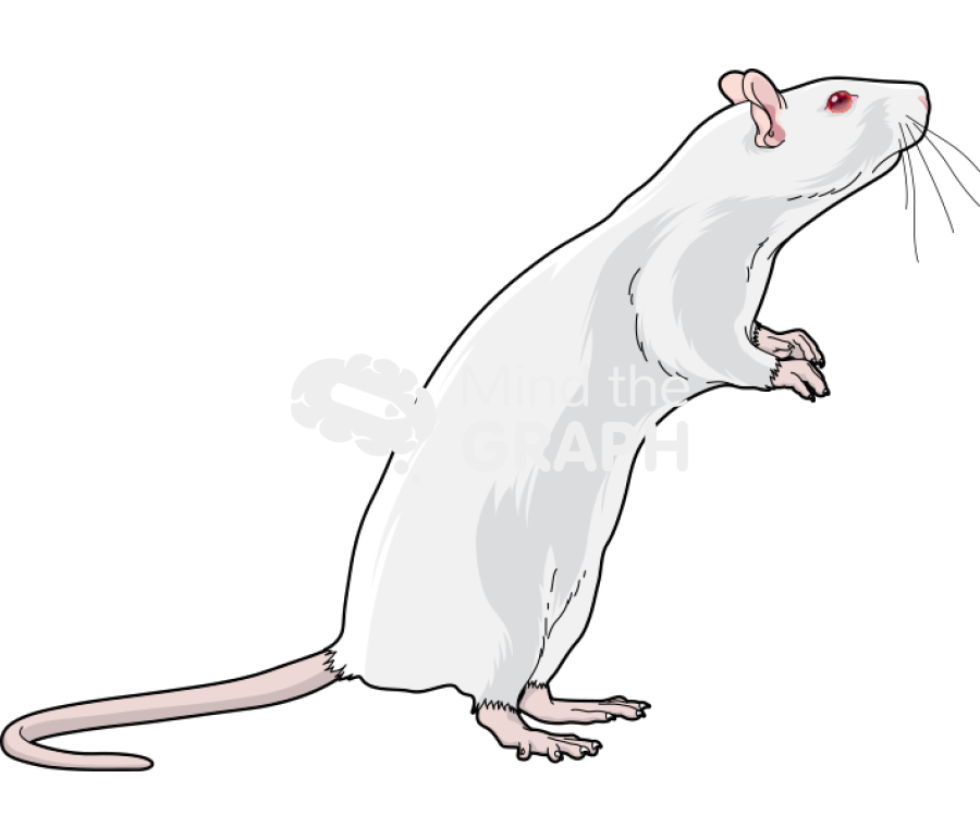 Rat 3 Icons, Symbols, Pictures, and Images