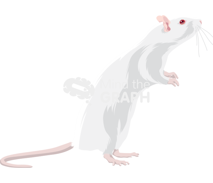 Rat 3 Icons, Symbols, Pictures, and Images