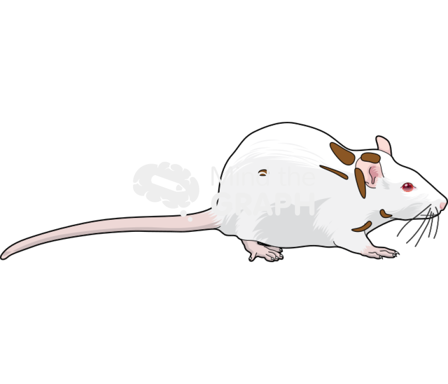 Rat adipose tissue 1 Icons, Symbols, Pictures, and Images