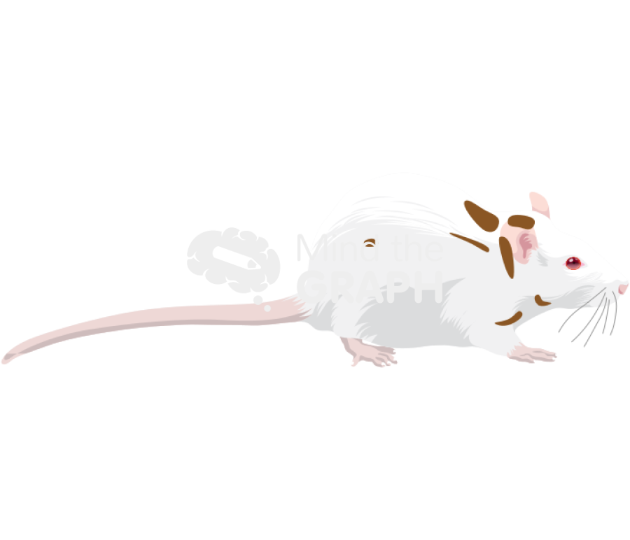 Rat adipose tissue 1 Icons, Symbols, Pictures, and Images