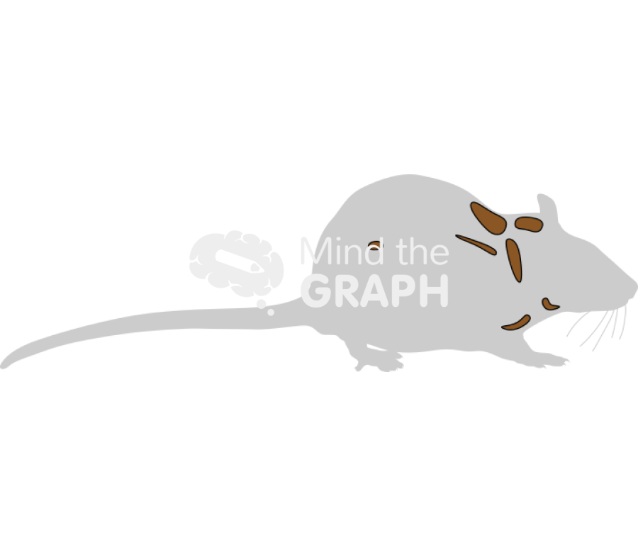 Rat adipose tissue 1 shape Icons, Symbols, Pictures, and Images