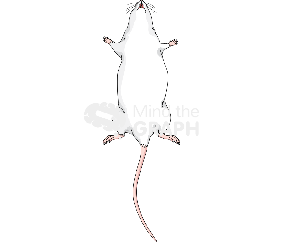 Rat anatomic inferior Icons, Symbols, Pictures, and Images