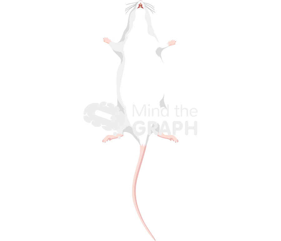 Rat anatomic inferior Icons, Symbols, Pictures, and Images
