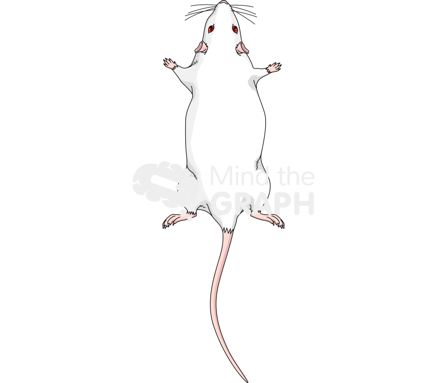 Rat anatomic top Icons, Symbols, Pictures, and Images