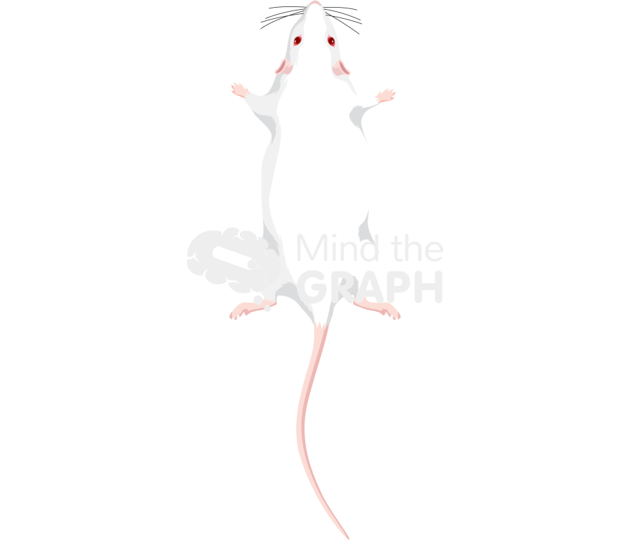 Rat anatomic top Icons, Symbols, Pictures, and Images