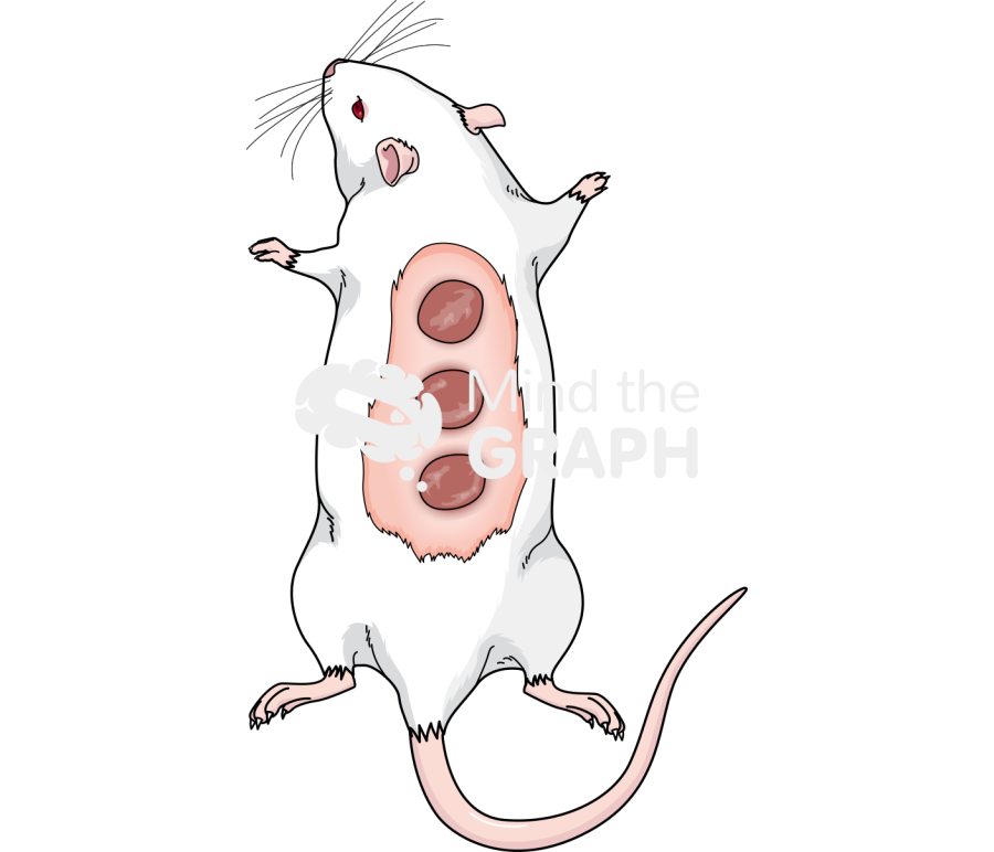 Rat balbc back skin dorsum healing Icons, Symbols, Pictures, and Images