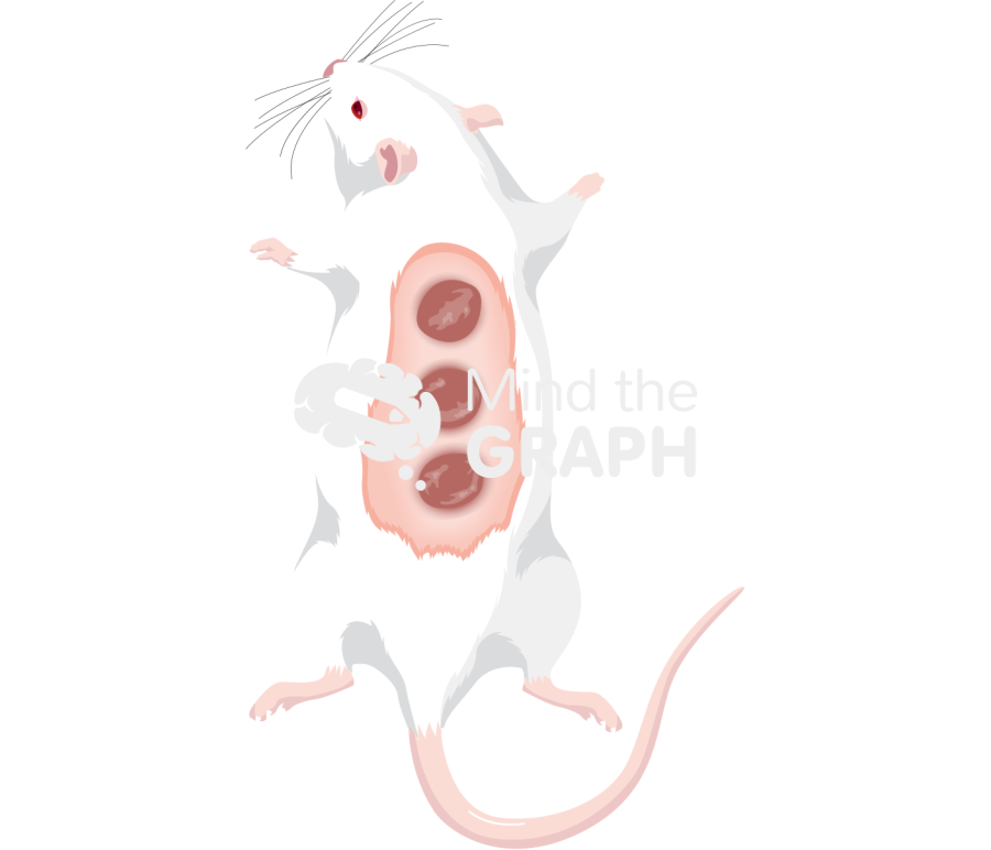 Rat balbc back skin dorsum healing Icons, Symbols, Pictures, and Images