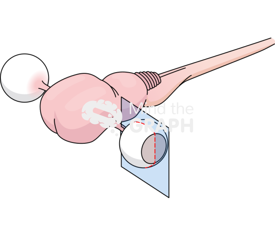 Rat brain fetus eye section Icons, Symbols, Pictures, and Images