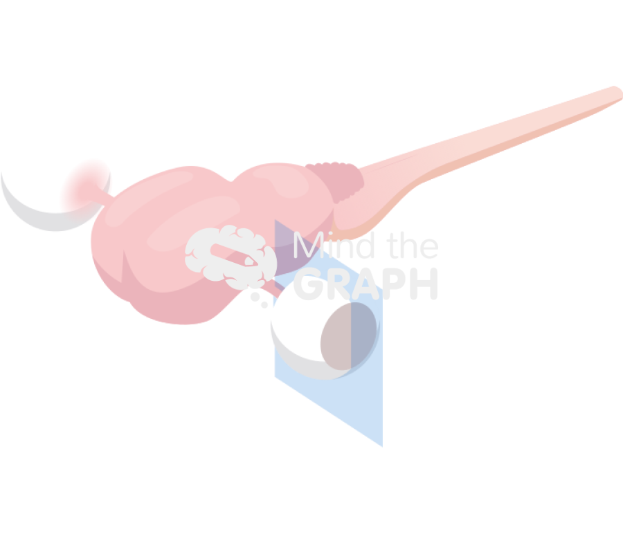 Rat brain fetus eye section Icons, Symbols, Pictures, and Images