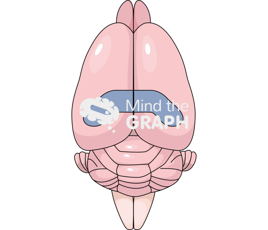 Rat brain hippocampus top view Icons, Symbols, Pictures, and Images
