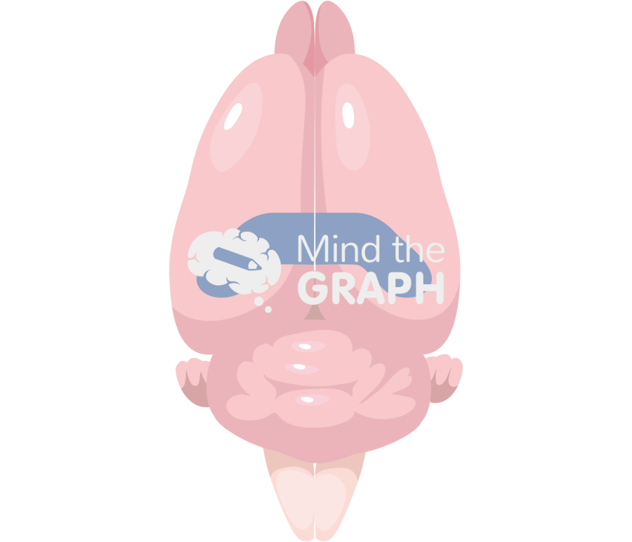 Rat brain hippocampus top view Icons, Symbols, Pictures, and Images