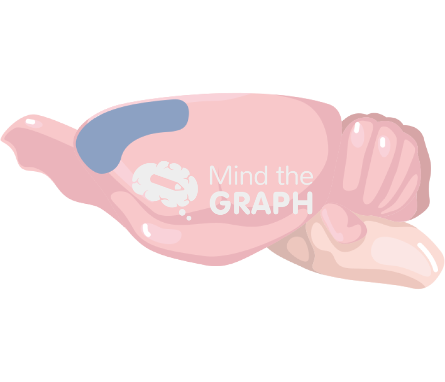 Rat brain prefrontal cortex side Icons, Symbols, Pictures, and Images