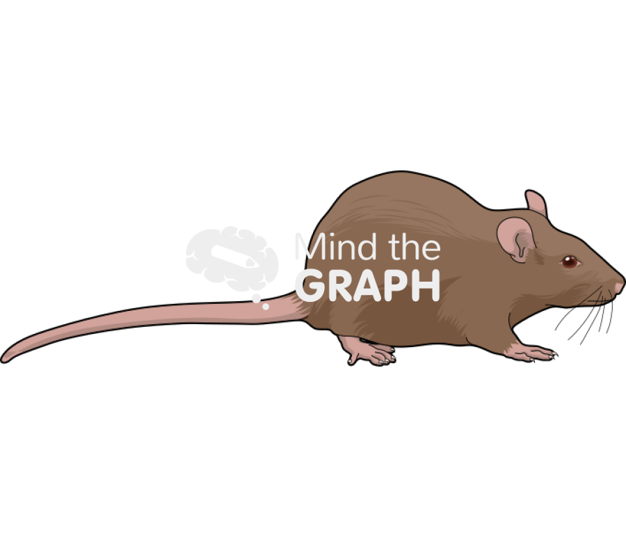 Rat brown 1 Icons, Symbols, Pictures, and Images