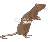 Rat brown 3 - Edit and Customize Icons of Rat brown 3 Rat brown 3 Icons, Symbols, Pictures, and Images