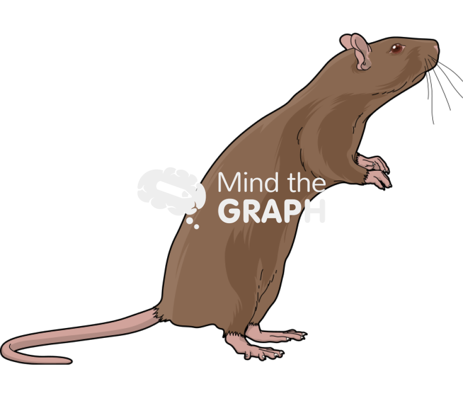 Rat brown 3 Icons, Symbols, Pictures, and Images