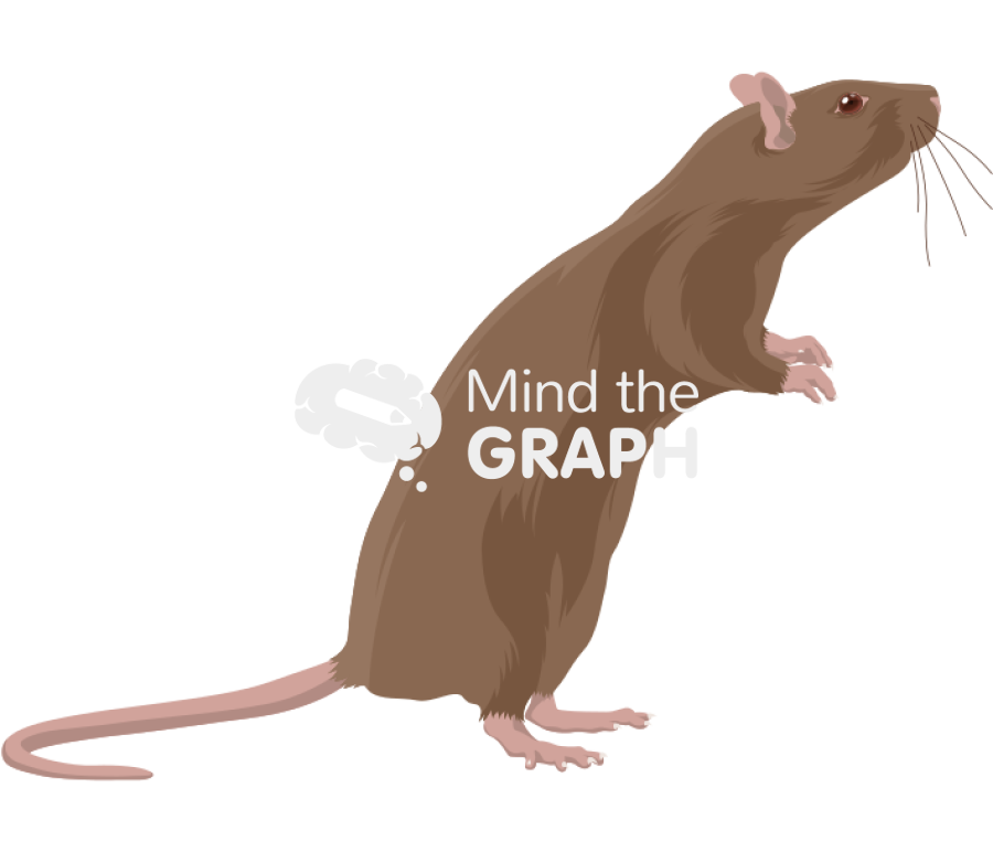 Rat brown 3 Icons, Symbols, Pictures, and Images