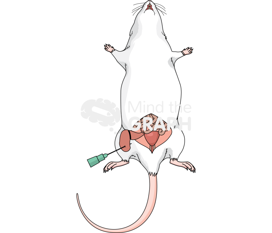 Rat cecal ligation puncture 2 Icons, Symbols, Pictures, and Images