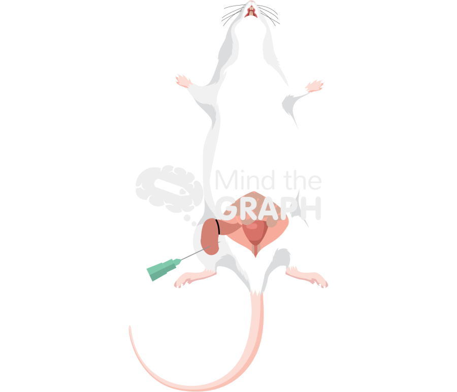 Rat cecal ligation puncture 2 Icons, Symbols, Pictures, and Images