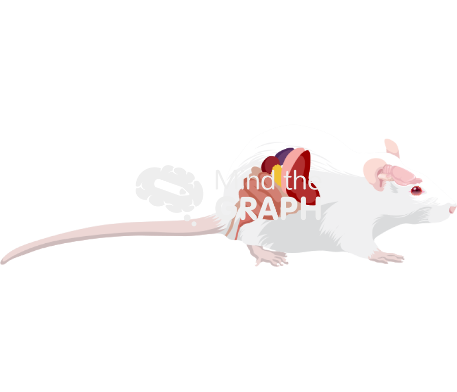 Rat digestive brain systems lateral Icons, Symbols, Pictures, and Images