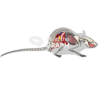 Rat digestive respiratory system skeleton shape - Edit and Customize Icons of Rat digestive respiratory system skeleton shape Rat digestive respiratory system skeleton shape Icons, Symbols, Pictures, and Images