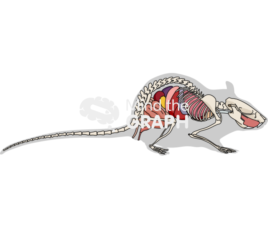 Rat digestive respiratory system skeleton shape Icons, Symbols, Pictures, and Images