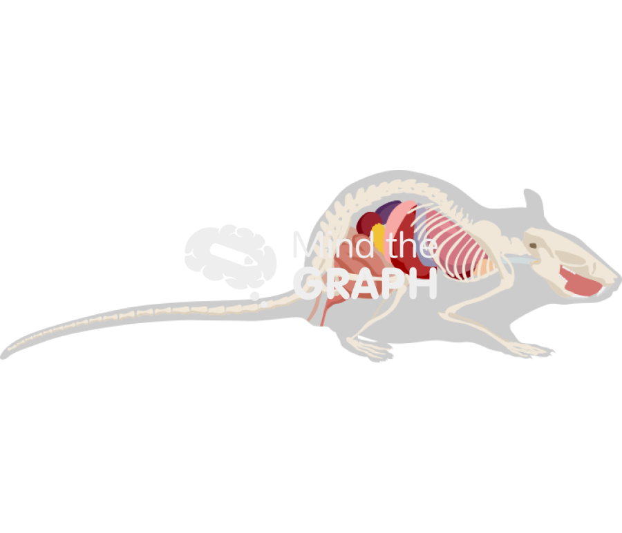 Rat digestive respiratory system skeleton shape Icons, Symbols, Pictures, and Images