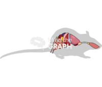 Rat digestive respiratory systems shape lateral - Edit and Customize Icons of Rat digestive respiratory systems shape lateral Rat digestive respiratory systems shape lateral Icons, Symbols, Pictures, and Images