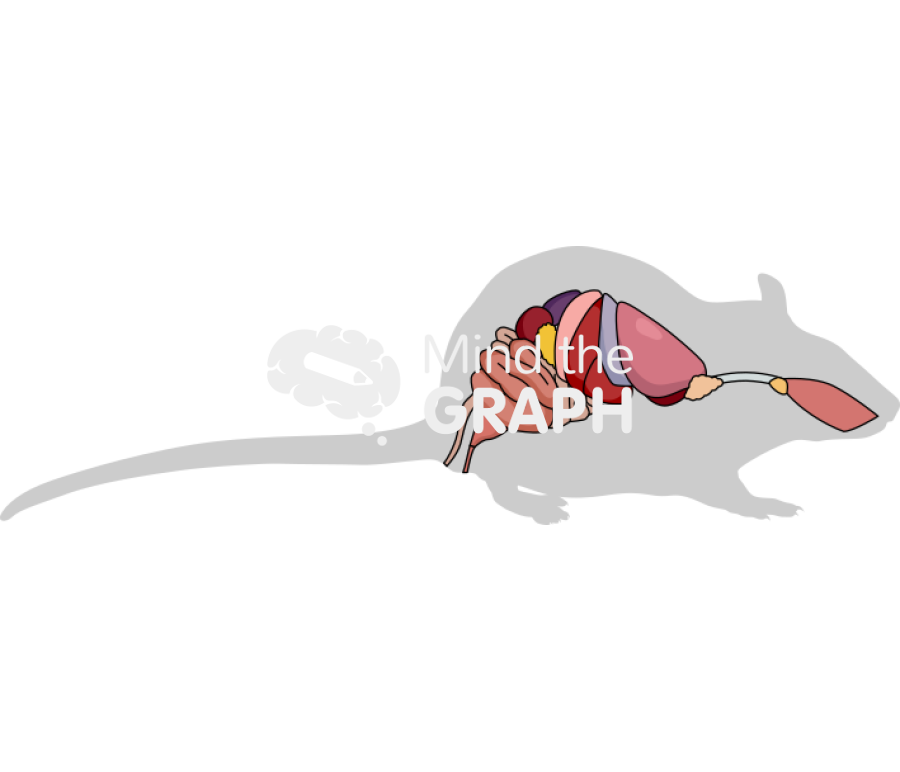 Rat digestive respiratory systems shape lateral Icons, Symbols, Pictures, and Images