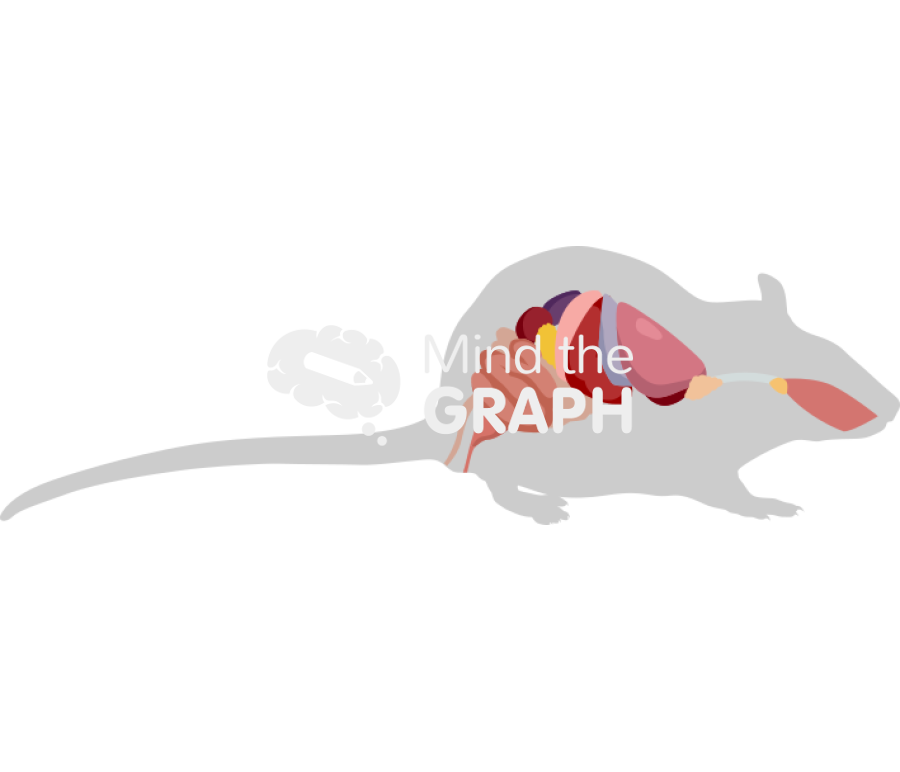 Rat digestive respiratory systems shape lateral Icons, Symbols, Pictures, and Images