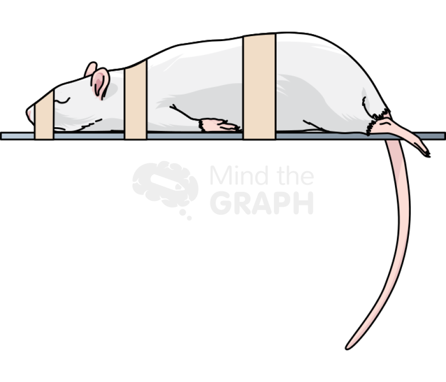 Rat exam anesthesis lateral Icons, Symbols, Pictures, and Images