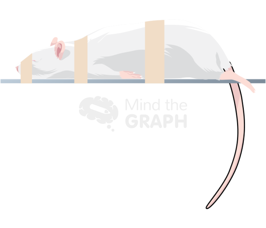 Rat exam anesthesis lateral Icons, Symbols, Pictures, and Images