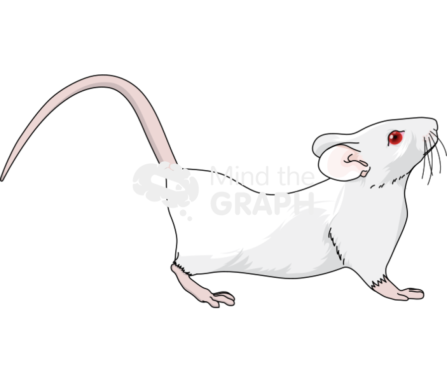 Rat female hooded in lordosis balbc Icons, Symbols, Pictures, and Images
