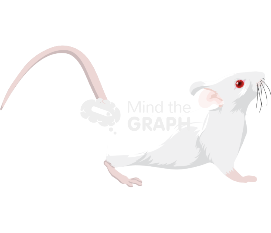 Rat female hooded in lordosis balbc Icons, Symbols, Pictures, and Images