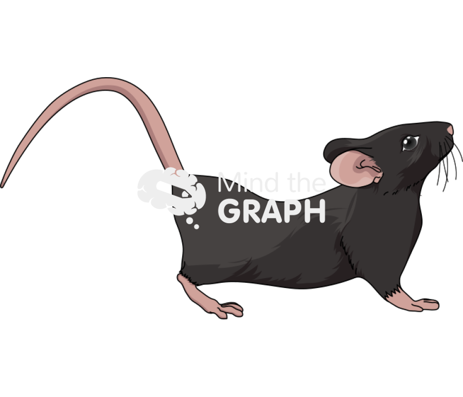 Rat female hooded in lordosis c57bl6 Icons, Symbols, Pictures, and Images