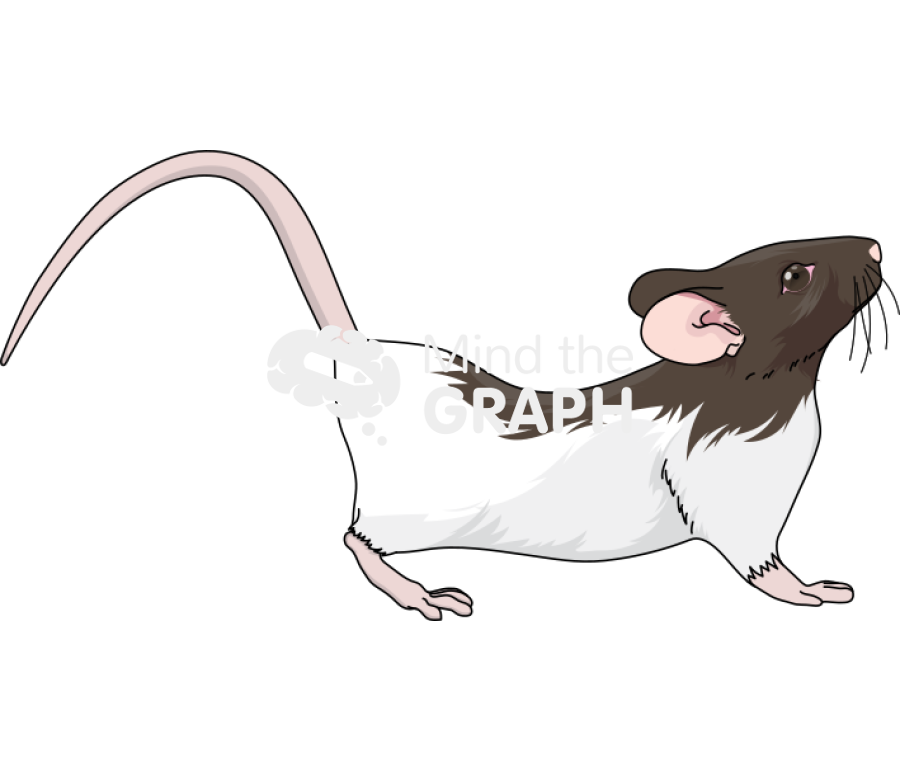 Rat female hooded in lordosis lister Icons, Symbols, Pictures, and Images