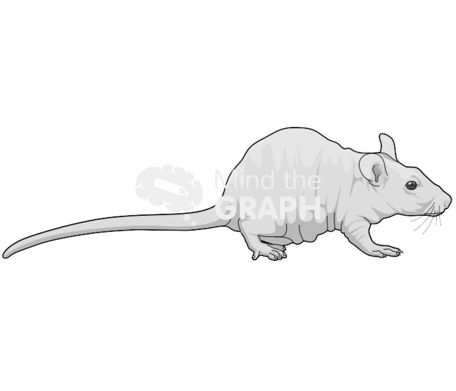 Rat hairless 1 Icons, Symbols, Pictures, and Images