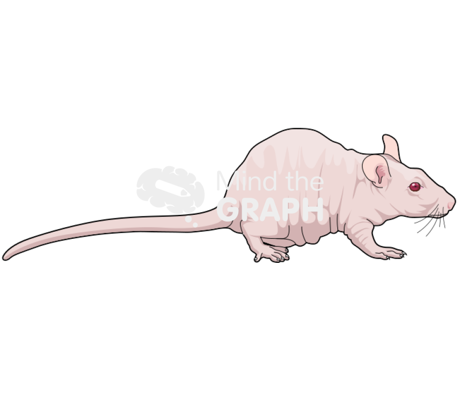 Rat hairless 1 Icons, Symbols, Pictures, and Images