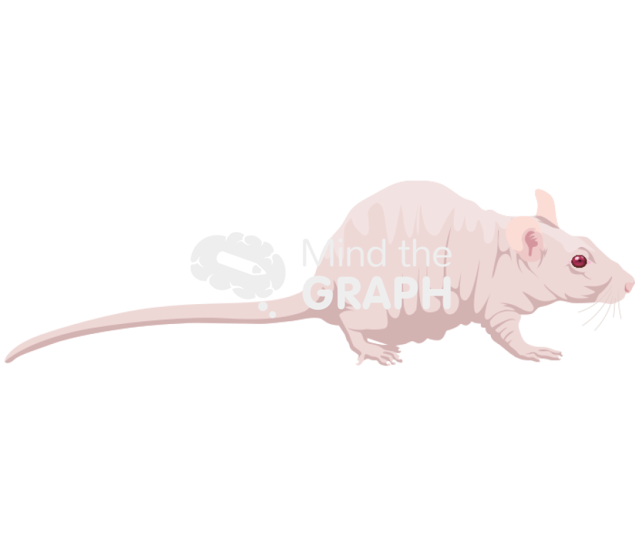 Rat hairless 1 Icons, Symbols, Pictures, and Images