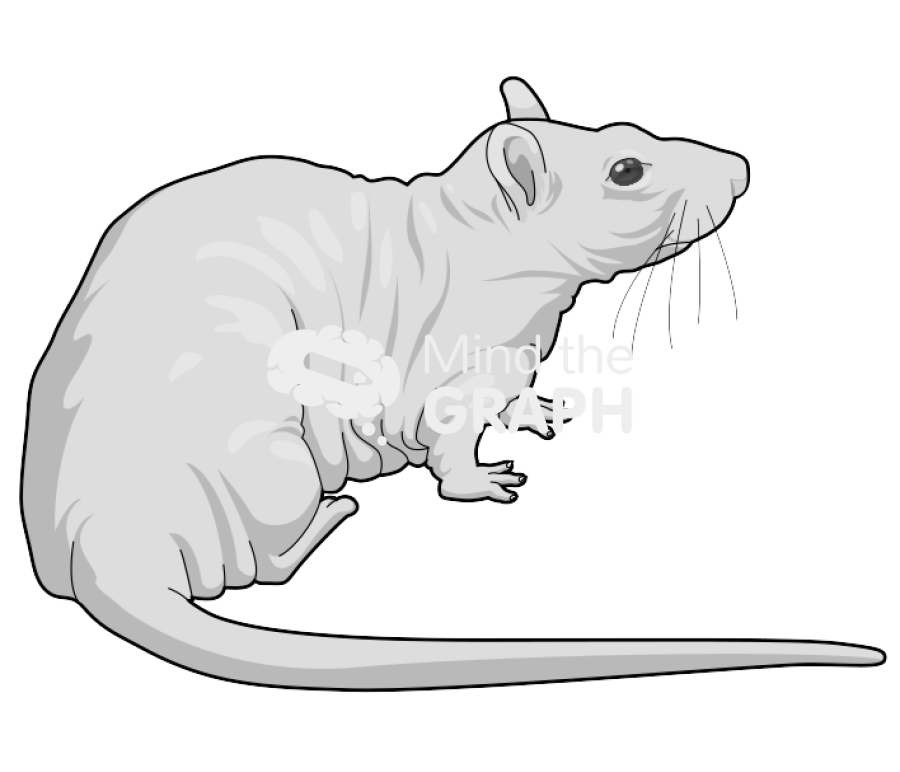 Rat hairless 2 Icons, Symbols, Pictures, and Images