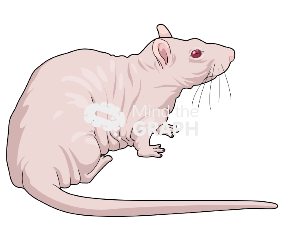 Rat hairless 2 Icons, Symbols, Pictures, and Images